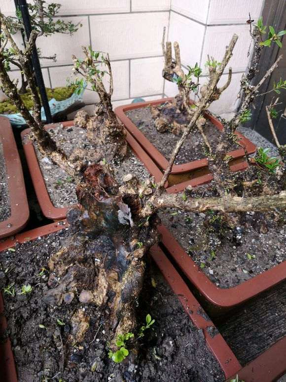 云南黄杨下山桩 栽了才十天 已经发芽好多