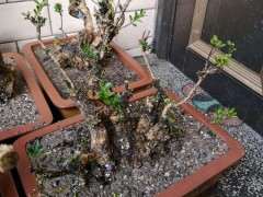 有多少人的下山桩生桩不泡水直接种的？