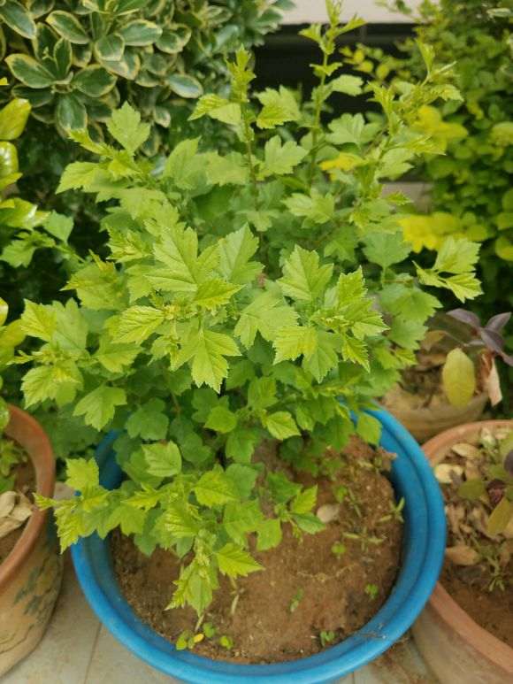 为什么下山桩成活的关键是通风环境