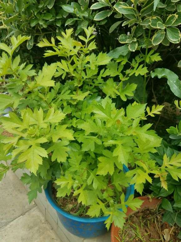 为什么下山桩成活的关键是通风环境