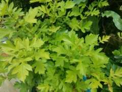 为什么下山桩成活的关键是通风环境