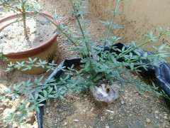 一共六棵下山桩 全部发芽 有一颗已回芽