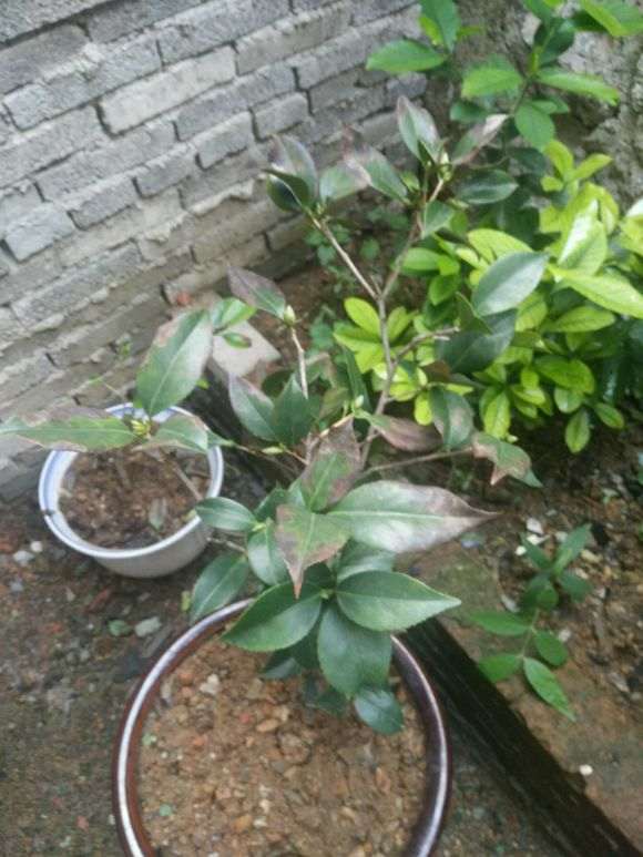 今天给大家说说我养下山桩的3个体会