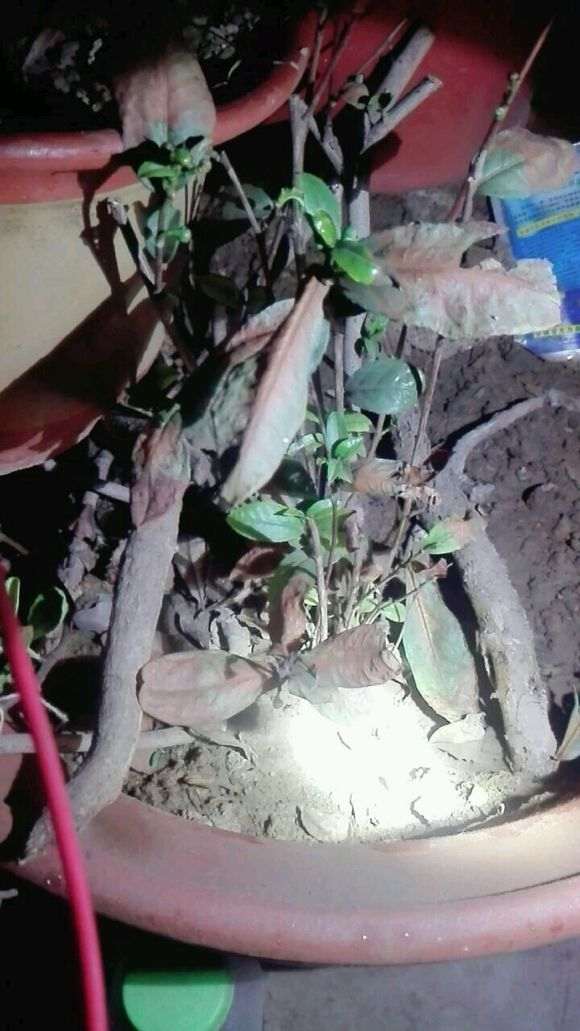 今天给大家说说我养下山桩的3个体会