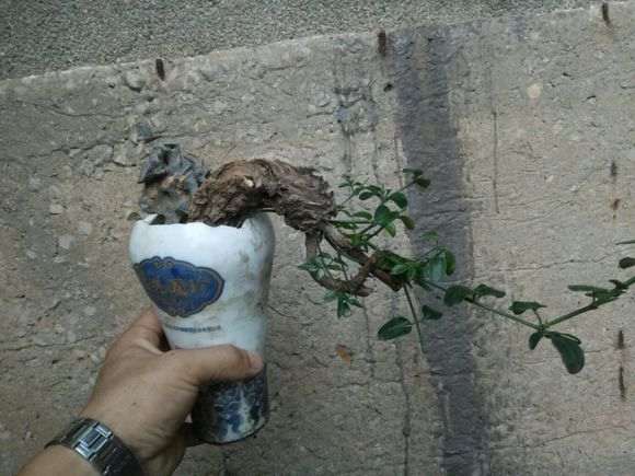 今天给大家说说我养下山桩的3个体会