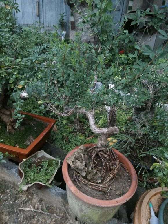 今天给大家说说我养下山桩的3个体会