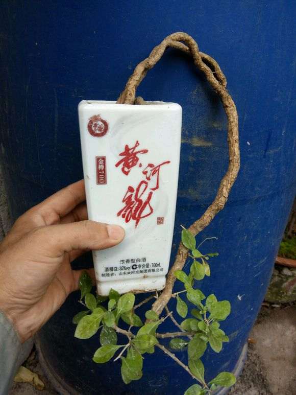 今天给大家说说我养下山桩的3个体会