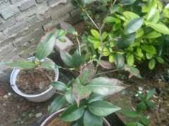 今天给大家说说我养下山桩的3个体会