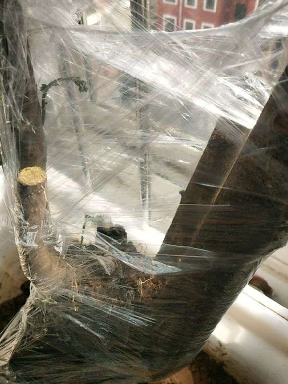 下山桩生桩回芽了 重新套袋保湿
