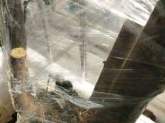 下山桩生桩回芽了 重新套袋保湿