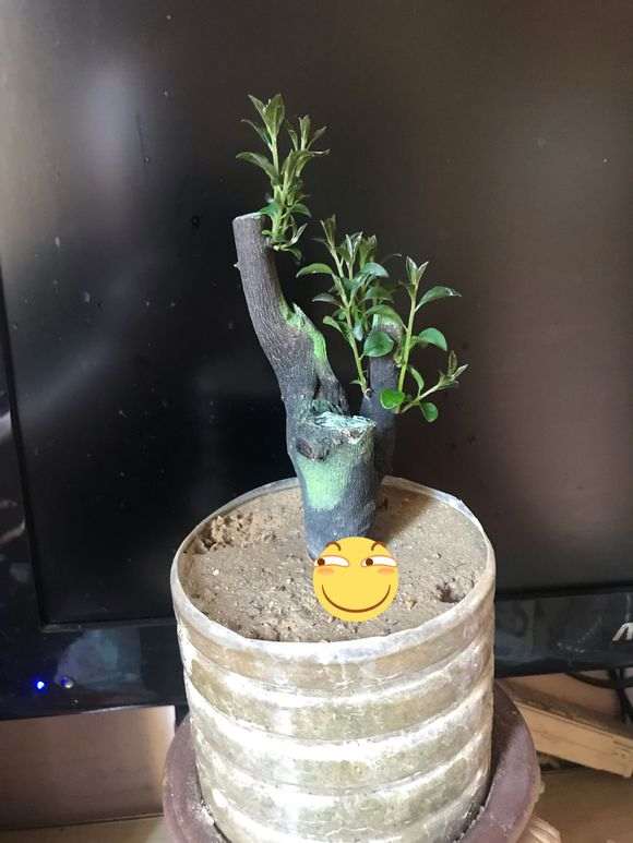 去年的下山桩生桩 发芽总感觉长势不旺