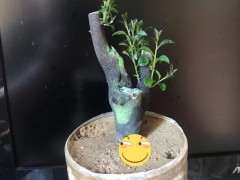 去年的下山桩生桩 发芽总感觉长势不旺