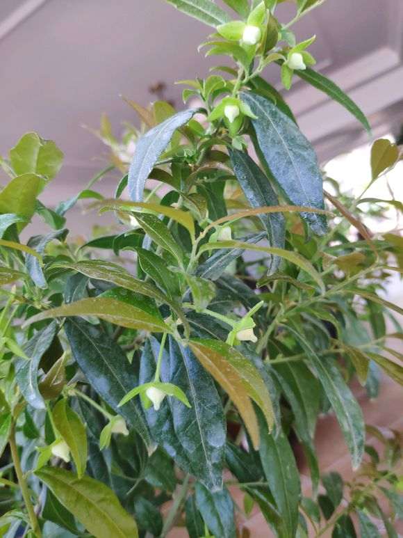 种植一年的下山桩生桩开花了 惊喜