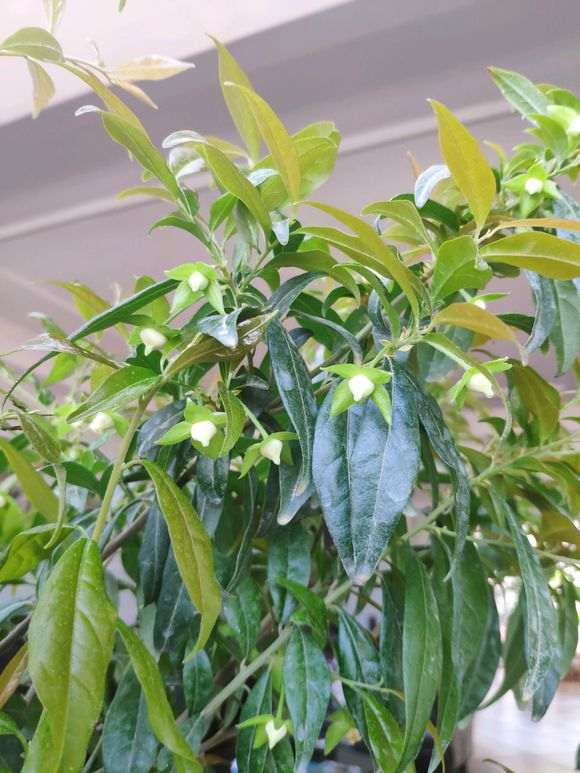 种植一年的下山桩生桩开花了 惊喜