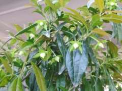 种植一年的下山桩生桩开花了 惊喜