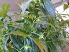 我的下山桩生桩来芽很弱 怎么办