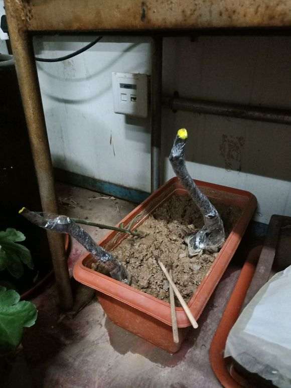 下山桩生桩多久能半日照 还用去膜吗