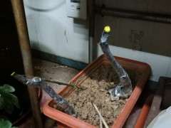 下山桩生桩多久能半日照 还用去膜吗