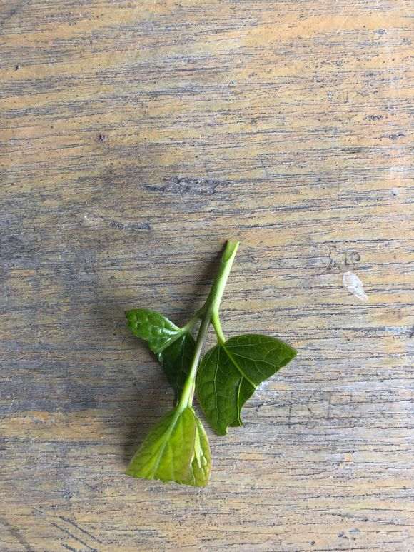 腊梅下山桩生桩之豆芽嫩枝嫁接实验贴