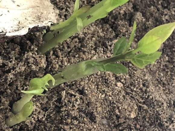 腊梅下山桩生桩之豆芽嫩枝嫁接实验贴