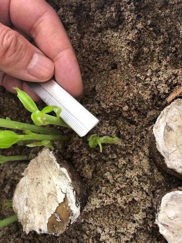 腊梅下山桩生桩之豆芽嫩枝嫁接实验贴