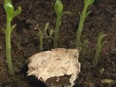 腊梅下山桩生桩之豆芽嫩枝嫁接实验贴