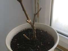 下山桩生桩套袋一周 怎么尽早发芽