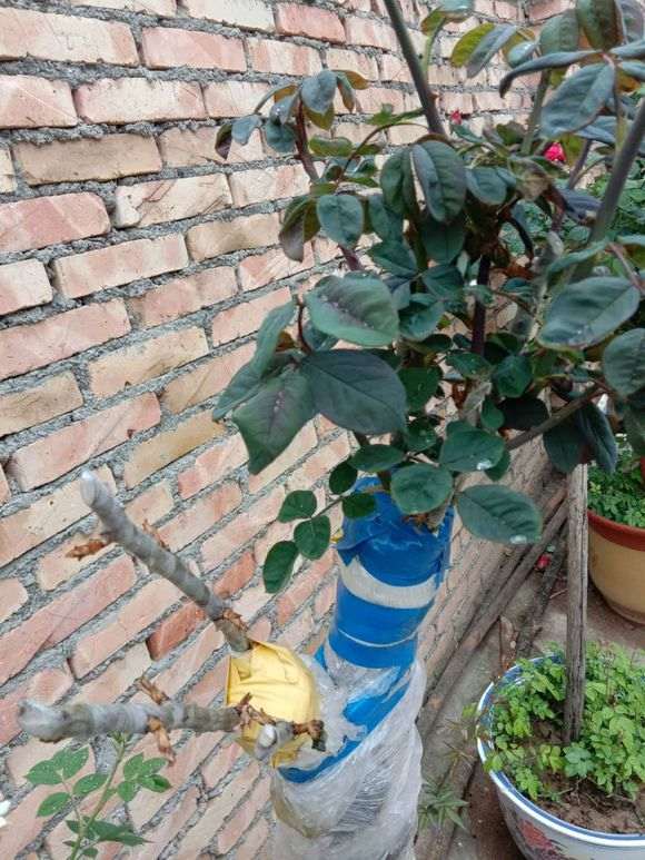 下山桩生桩怎么嫁接来芽的方法