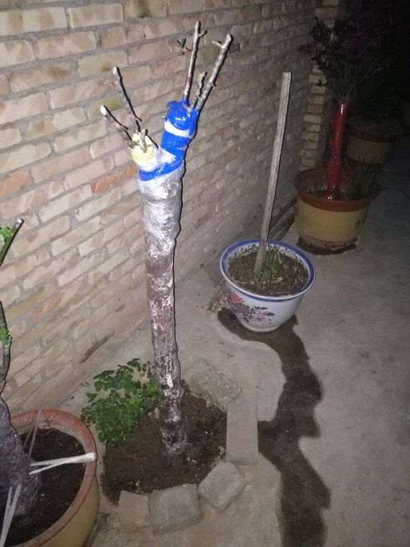 下山桩生桩怎么嫁接来芽的方法