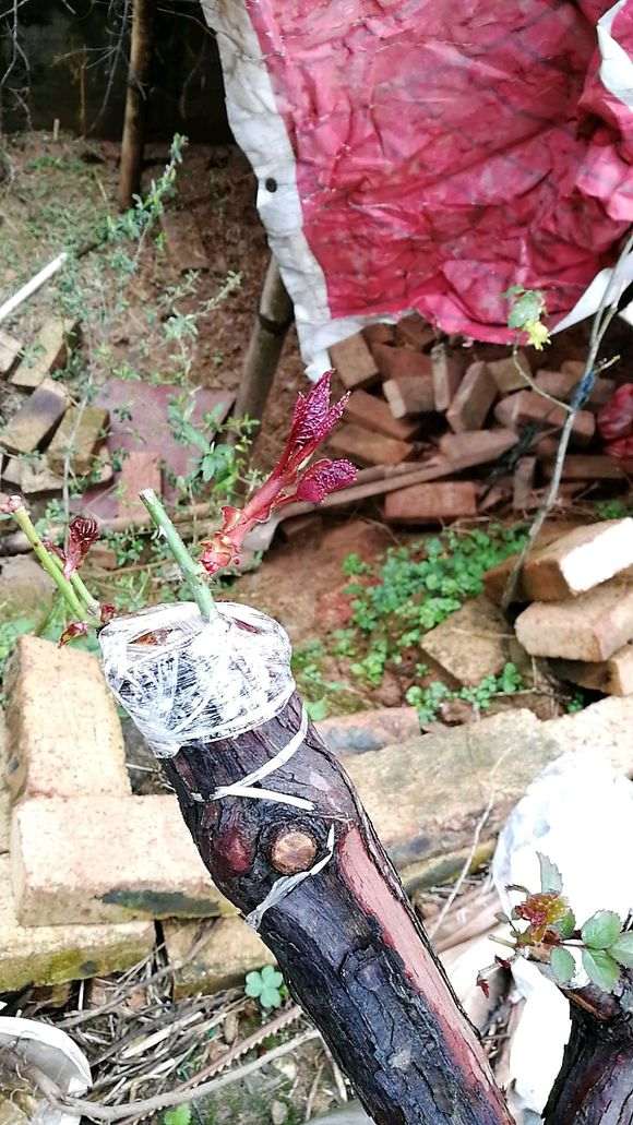 下山桩生桩怎么嫁接来芽的方法