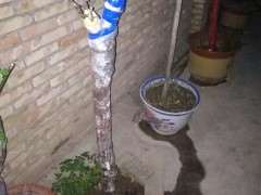 下山桩生桩怎么嫁接来芽的方法