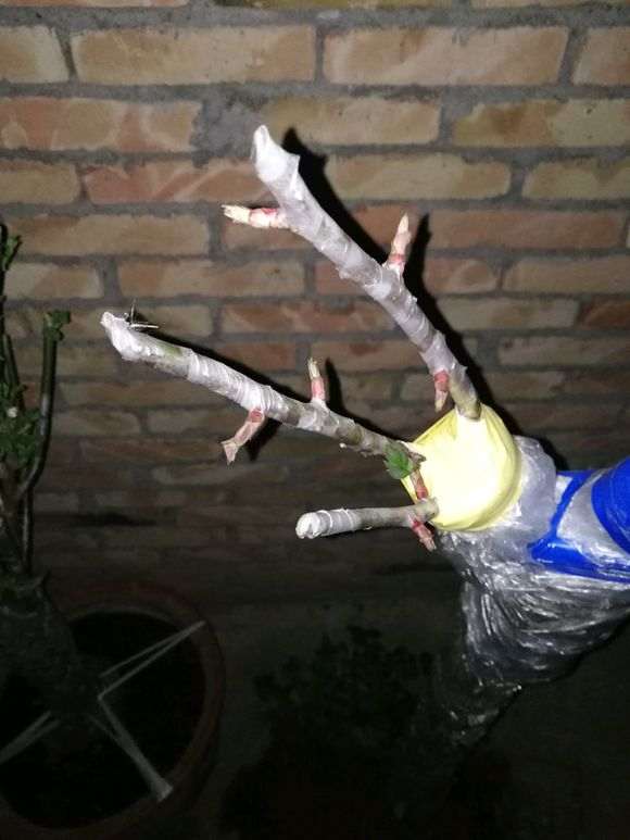 下山桩生桩怎么嫁接来芽的方法