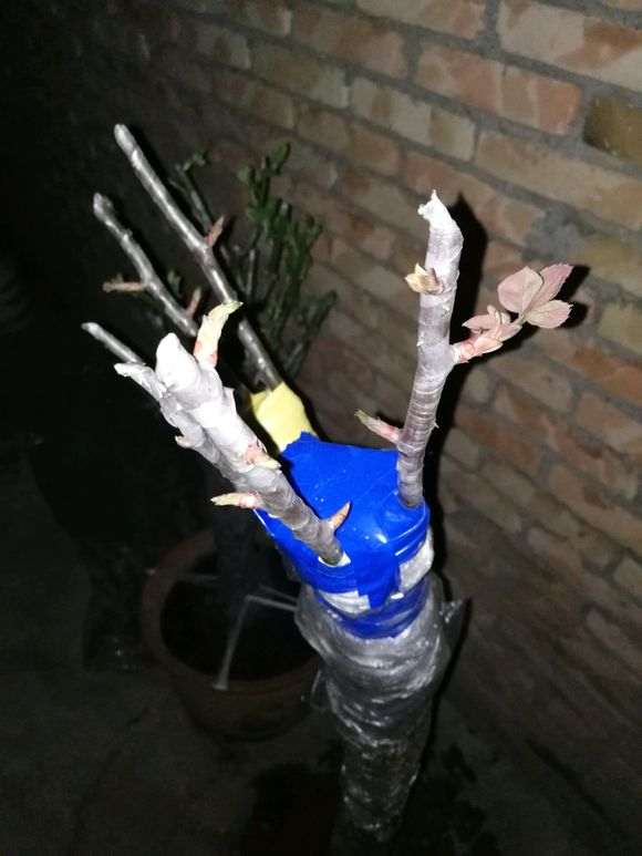 下山桩生桩怎么嫁接来芽的方法