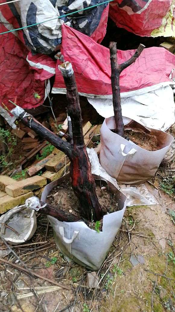 下山桩生桩怎么嫁接来芽的方法