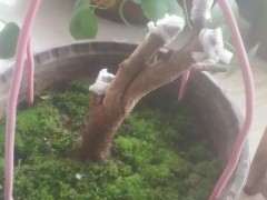 为什么迎春下山桩生桩 室内也可以来芽