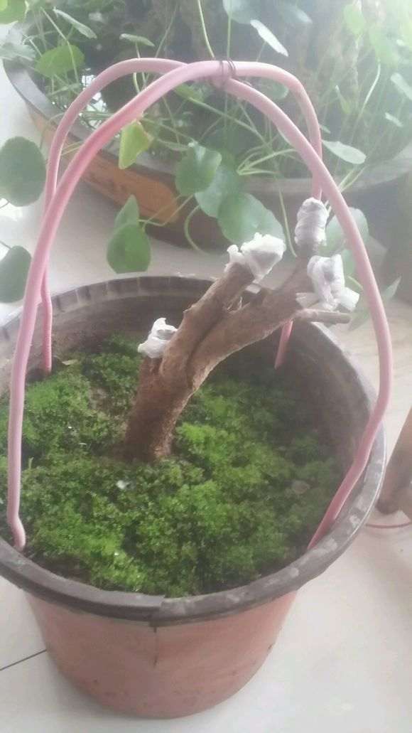 下山桩生桩怎么用生根粉浸泡根部的方法