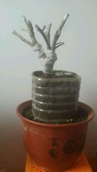 下山桩生桩怎么用生根粉浸泡根部的方法