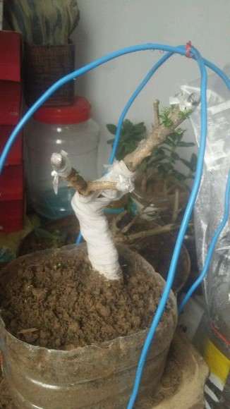 下山桩生桩怎么用生根粉浸泡根部的方法