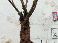 下山桩生桩怎么用高锰酸钾杀杀菌