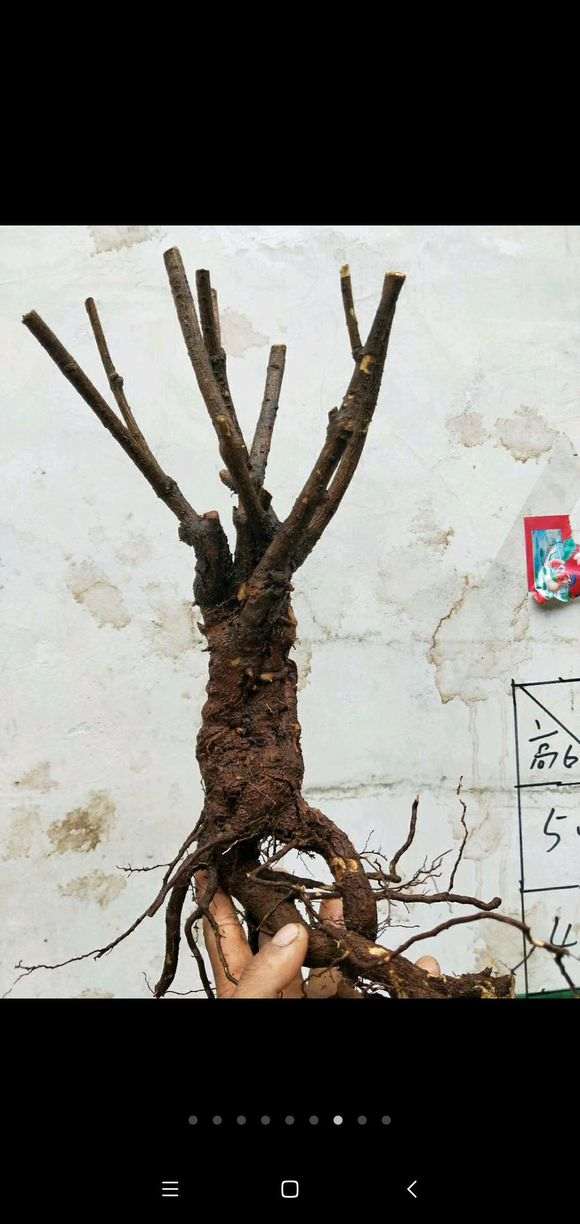 下山桩生桩 水大沤根了