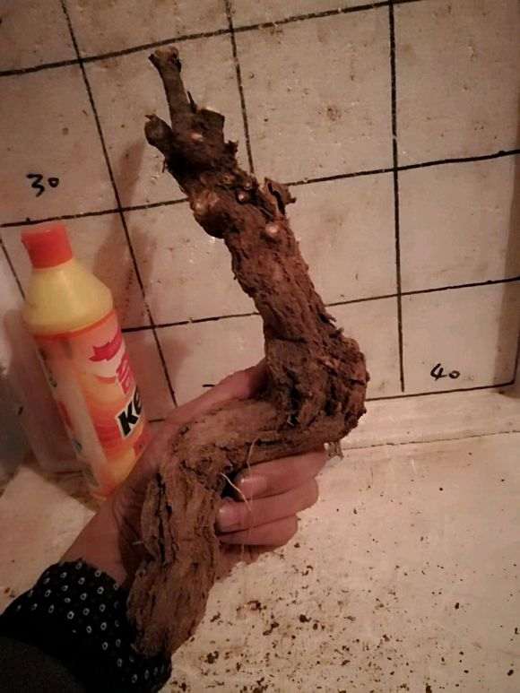 下山桩生桩 水大沤根了