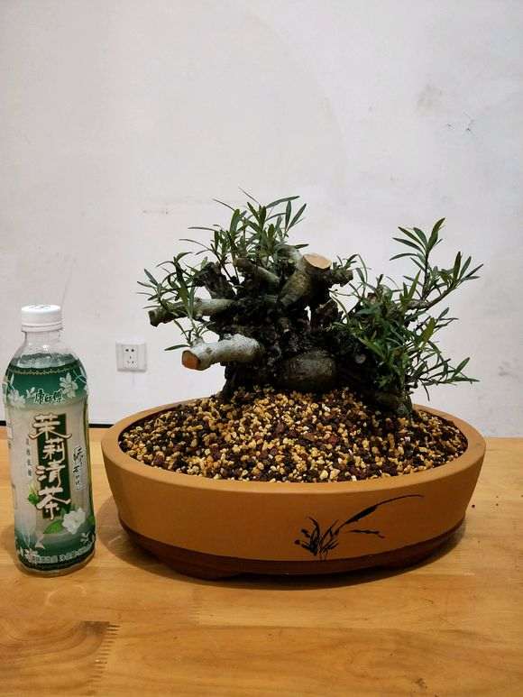 柳叶栀子花下山桩怎么套袋发芽的方法