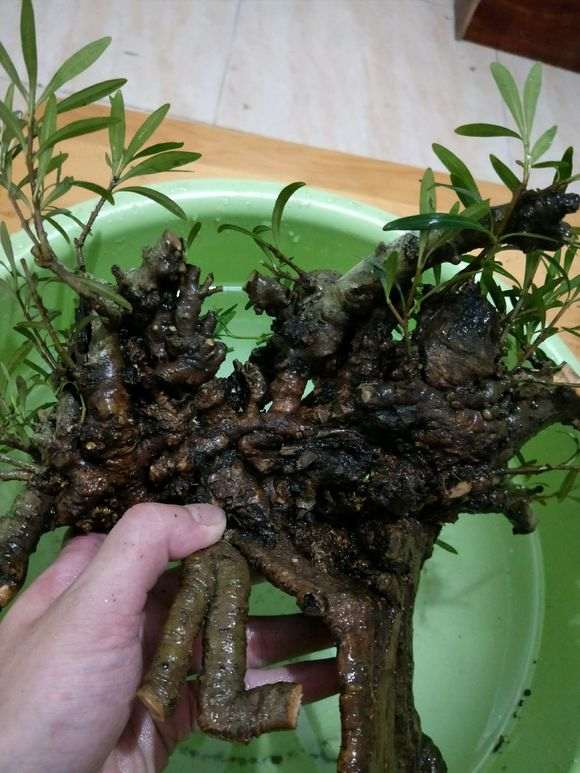 柳叶栀子花下山桩怎么套袋发芽的方法