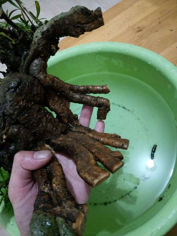 柳叶栀子花下山桩怎么套袋发芽的方法