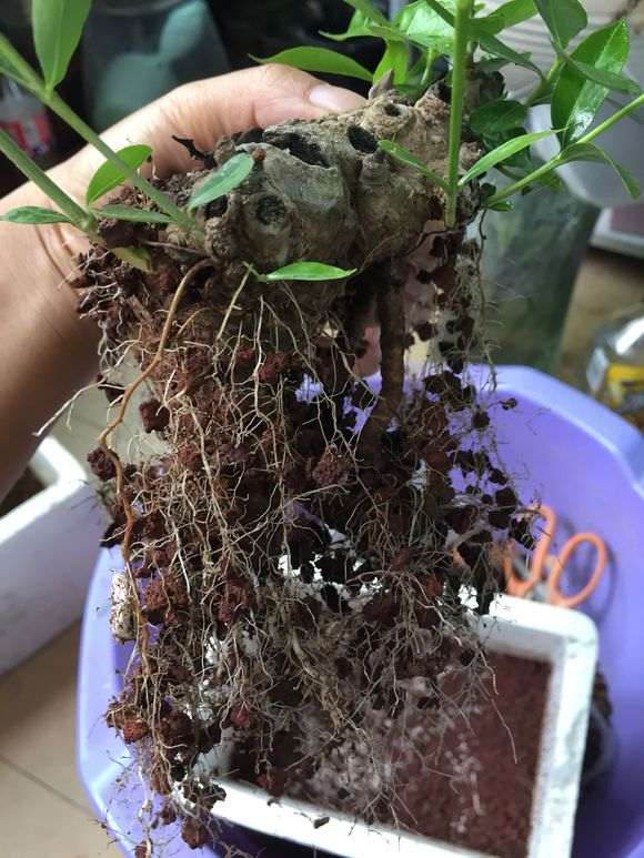 柳叶栀子花下山桩怎么套袋发芽的方法