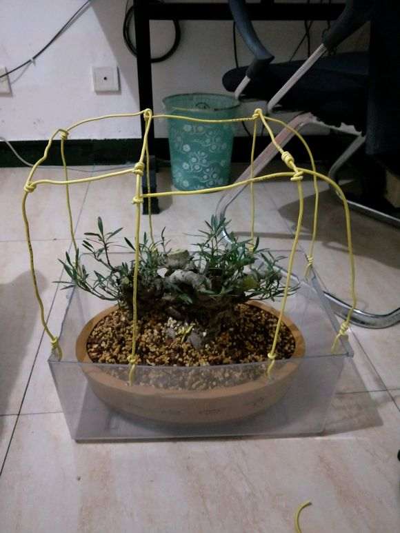 柳叶栀子花下山桩怎么套袋发芽的方法