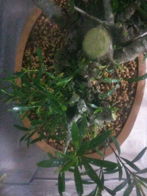 柳叶栀子花下山桩怎么套袋发芽的方法