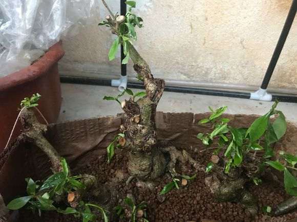 柳叶栀子花下山桩怎么套袋发芽的方法