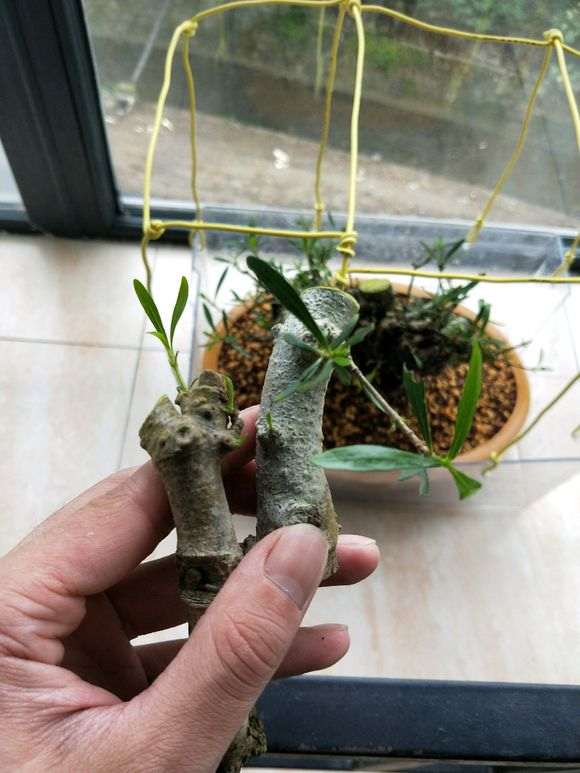 柳叶栀子花下山桩怎么套袋发芽的方法