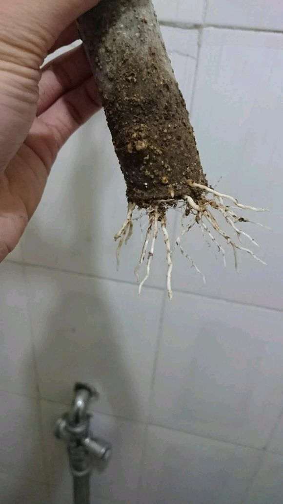 柳叶栀子花下山桩怎么套袋发芽的方法